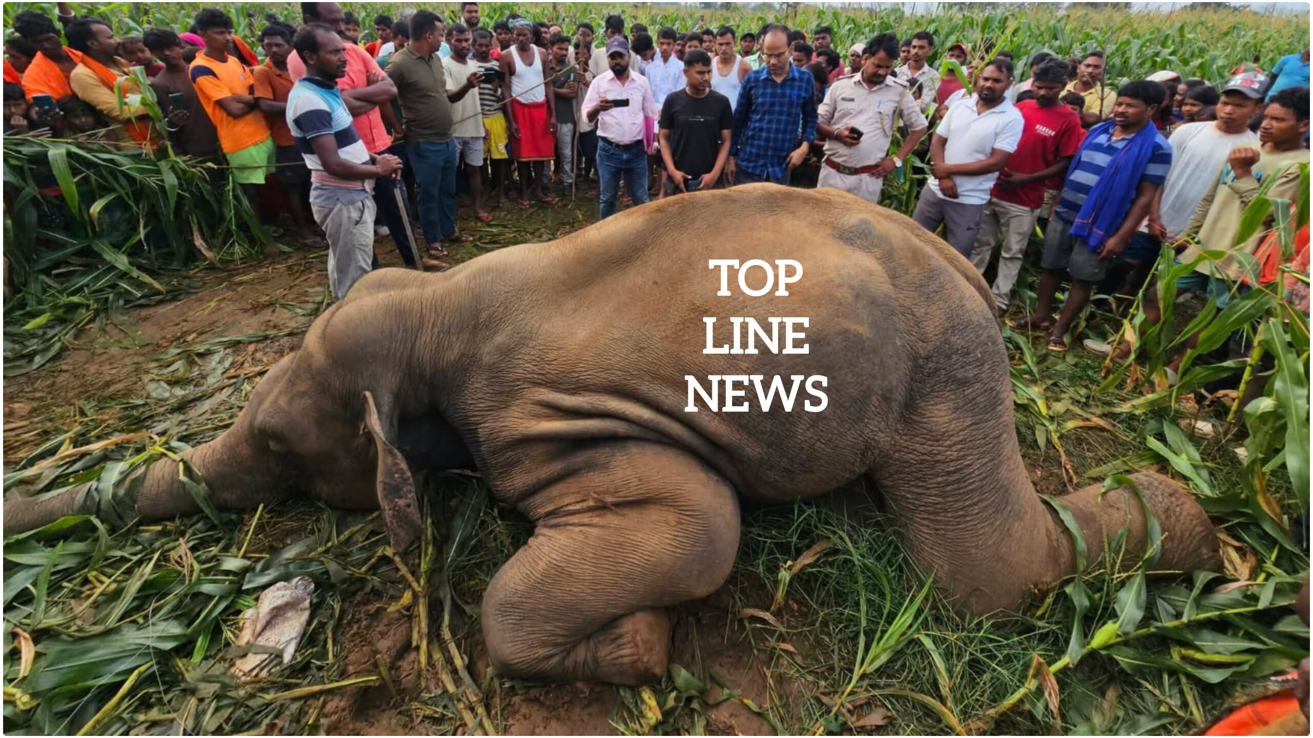 बिजली के तार की चपेट में आने से जंगली हाथी की मौत, गांव में हाथियों के झुंड से मचा हड़कंप
